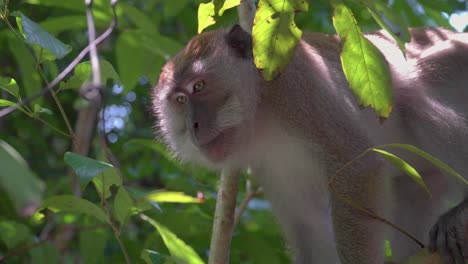 Long-tailed-Macaque,-Crab-eating-Macaque-looking-around-yawning-sit-on-tree-branches-in-rainforest