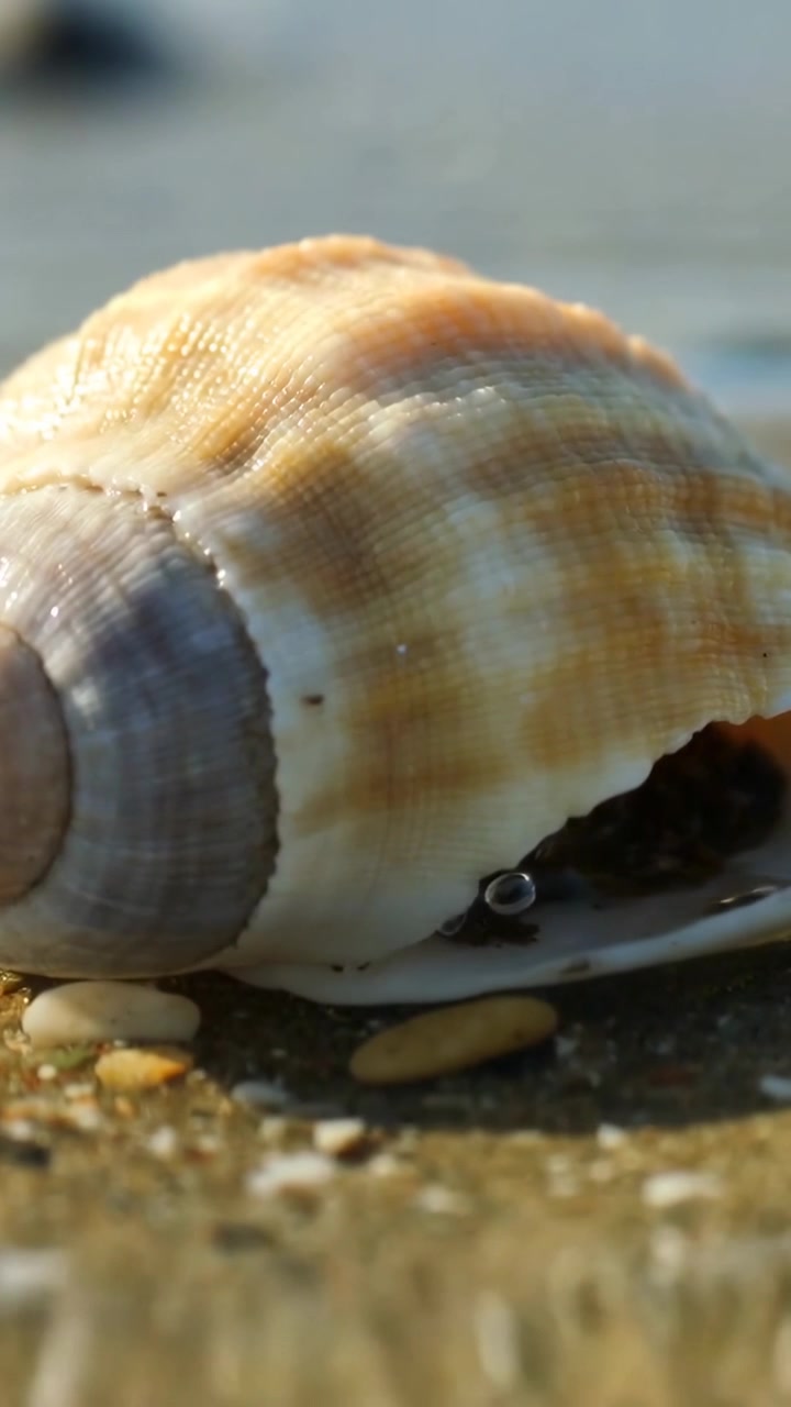 Vertical video: Camera focusing on orange-banded shell at shore showing droplet, band detail