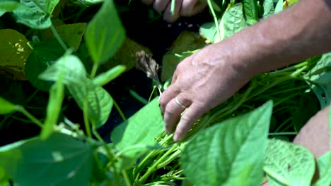 closeup of farmer’s hands as he picks green beans-2