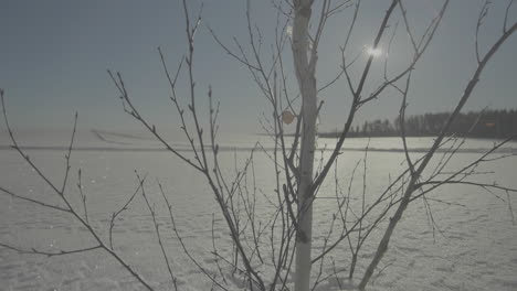 snowy landscape with bare branches