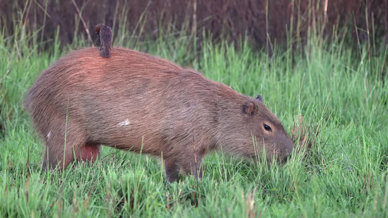 Small Bird Perches On Back Of Greater Capybara Grazing On Grassy Field. closeup shot, side view