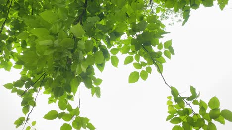 green leaves waving in the wind against a white background