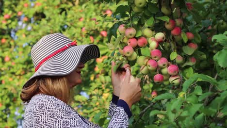 Frau-Mit-Hut,-Die-Apfel-Vom-Apfelbaum-Greift