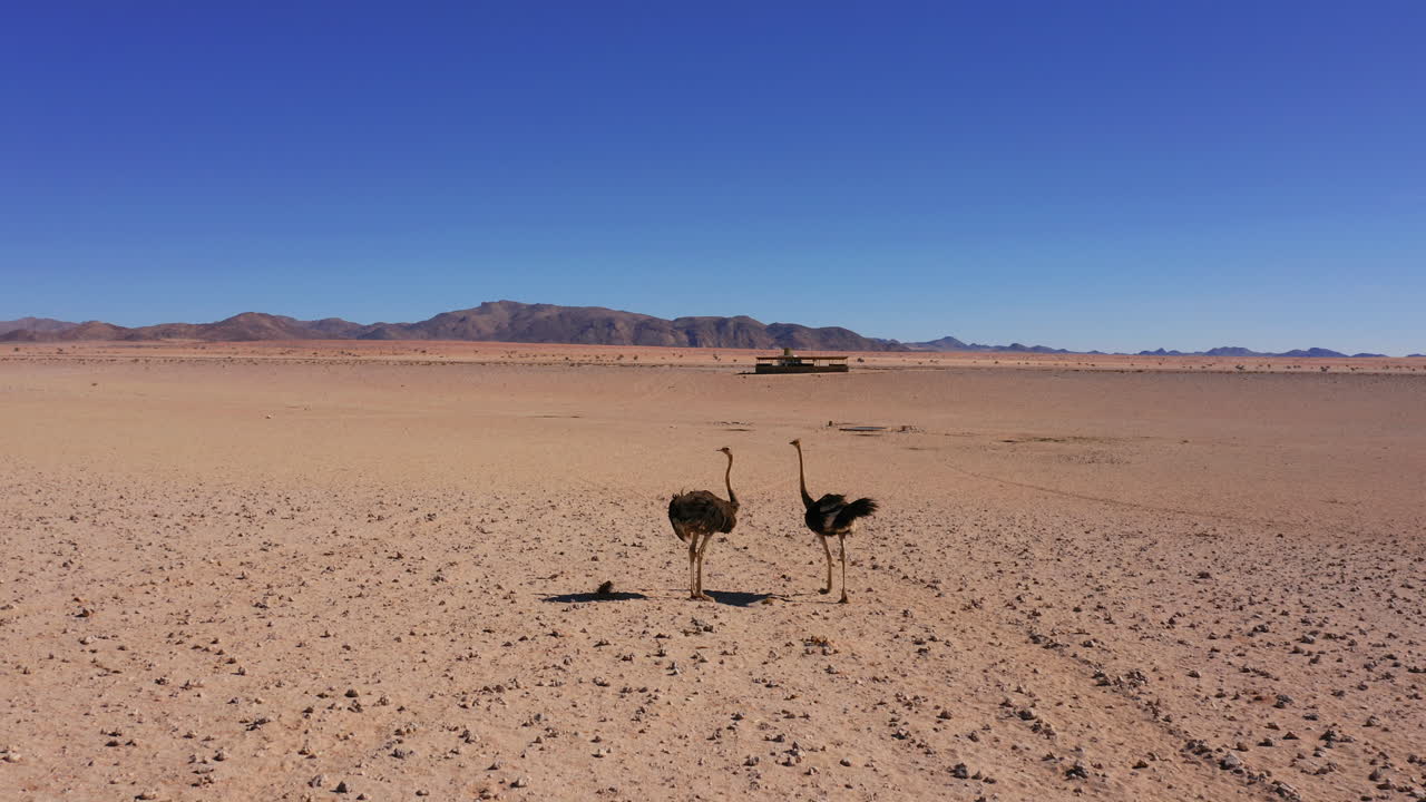 Aerial: Close up shot of two ostriches in the Namibian desert