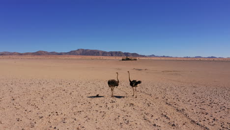 aerial: close up shot of two ostriches in the namibian desert