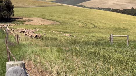 Ovejas-Moviéndose-Por-El-Campo