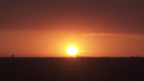 Atardecer-Amanecer-Everglades-Paisaje-Con-Siluetas-De-Pájaros-Volando