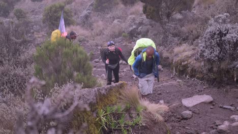 los excursionistas suben al campamento de shira con guías a través de los páramos afroalpinos