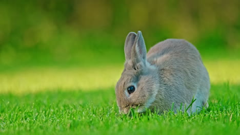 un conejo bebé comiendo hierba