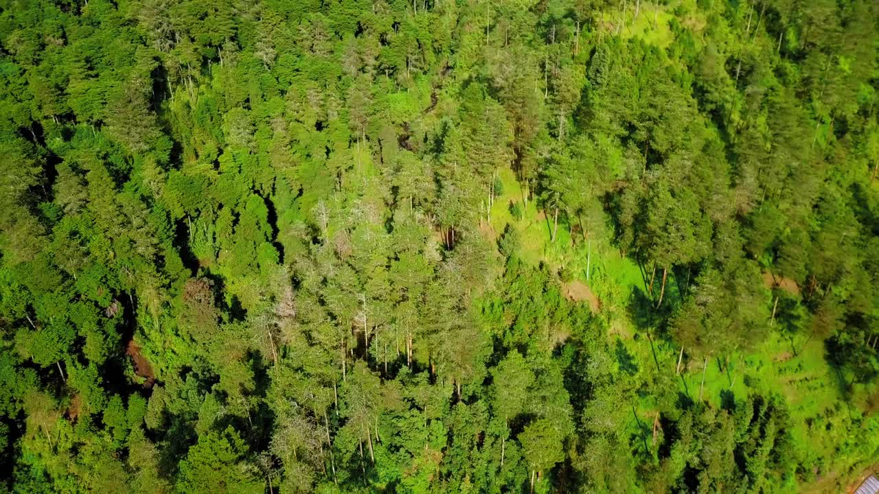 toma aérea de arriba hacia abajo de un denso bosque en pendiente junto a una plantación con vegetación al sol