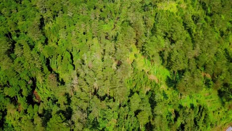 Toma-Aérea-De-Arriba-Hacia-Abajo-De-Un-Denso-Bosque-En-Pendiente-Junto-A-Una-Plantación-Con-Vegetación-Al-Sol