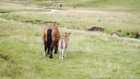 Caballo-Y-Potro-Caminando-En-Una-Pradera-Verde.