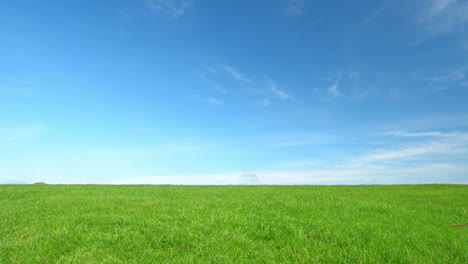 cielo azul perfecto y pista de hierba verde