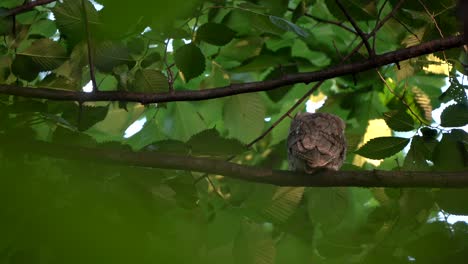 A-screech-owl-turns-around-on-its-perch-at-sunset