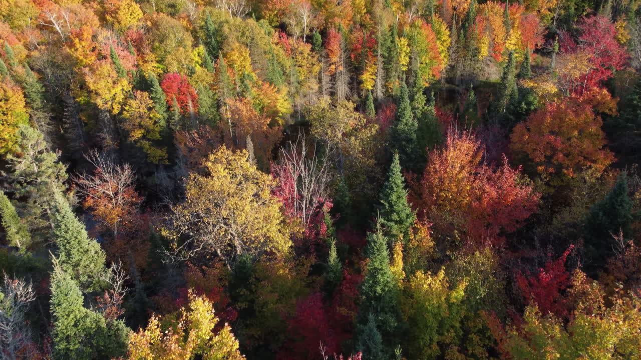 vista de drones del río que fluye en un hermoso bosque de otoño