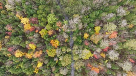 overhead view of deciduous trees during autumn season in the province quebec, canada