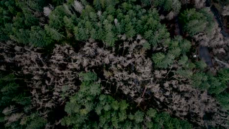 drone oregon trees 4k 30fps