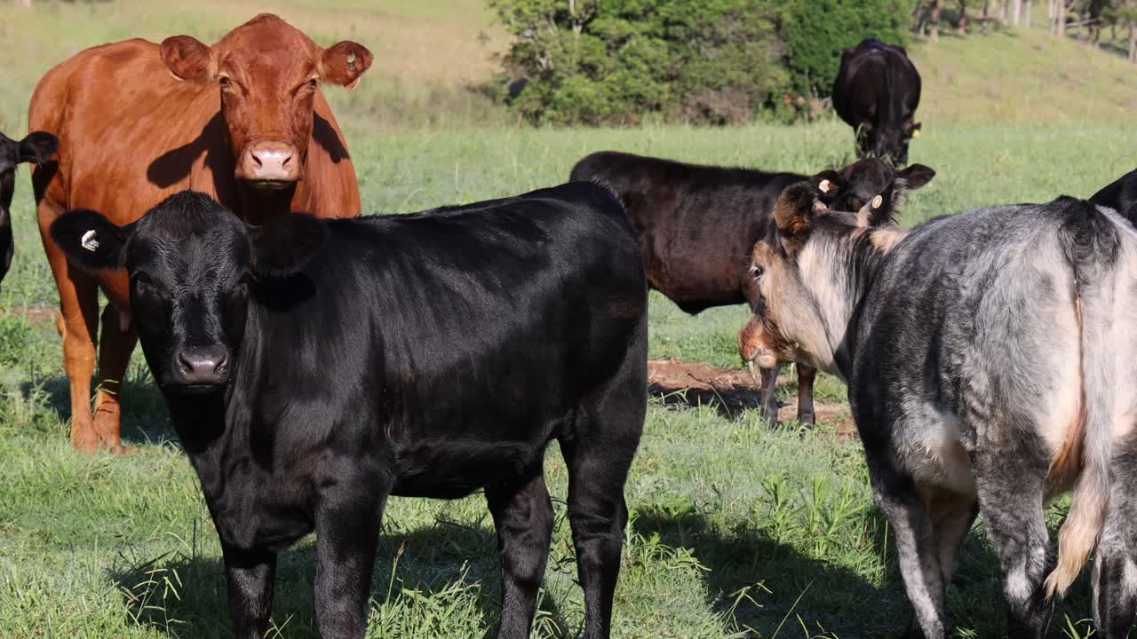 vacas y terneros interactuando en un campo soleado