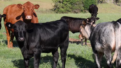 cows and calves interacting in a sunny field