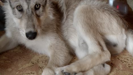 gray wolf pup playing with his tail and leg