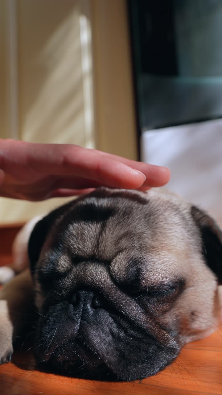테이블 에 누워 있는 파그, 손 이 부드럽게 머리 를 만지고 있다