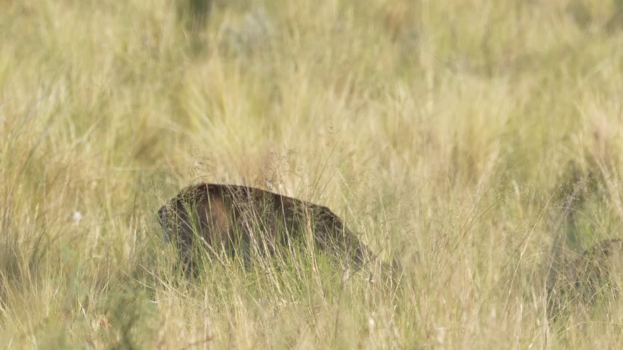 Una cerva delle Pampas sfocata con vegetazione nitida in primo piano.