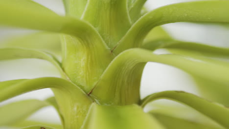 primer plano, foto macro de una palma de yuca