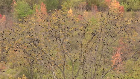 Riesiger-Schwarm-Schwarzer-Vögel,-Die-Im-Herbstwald-Auf-Baum-Fliegen-Und-Landen