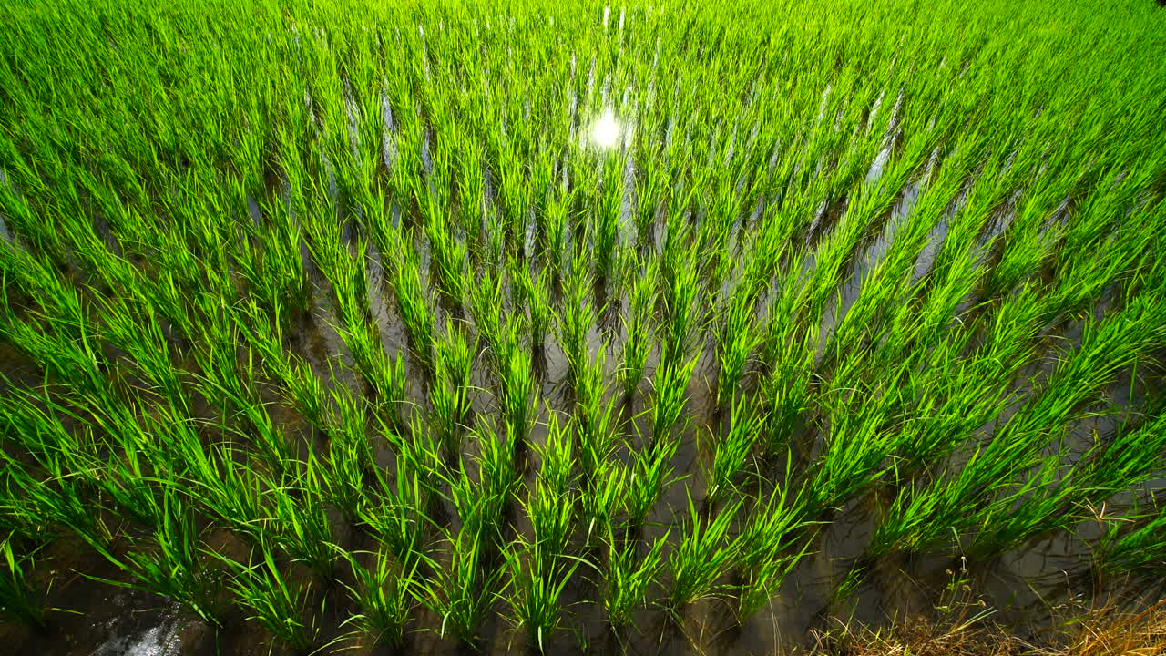 Campo di riso verde in un rigoglioso paesaggio agricolo