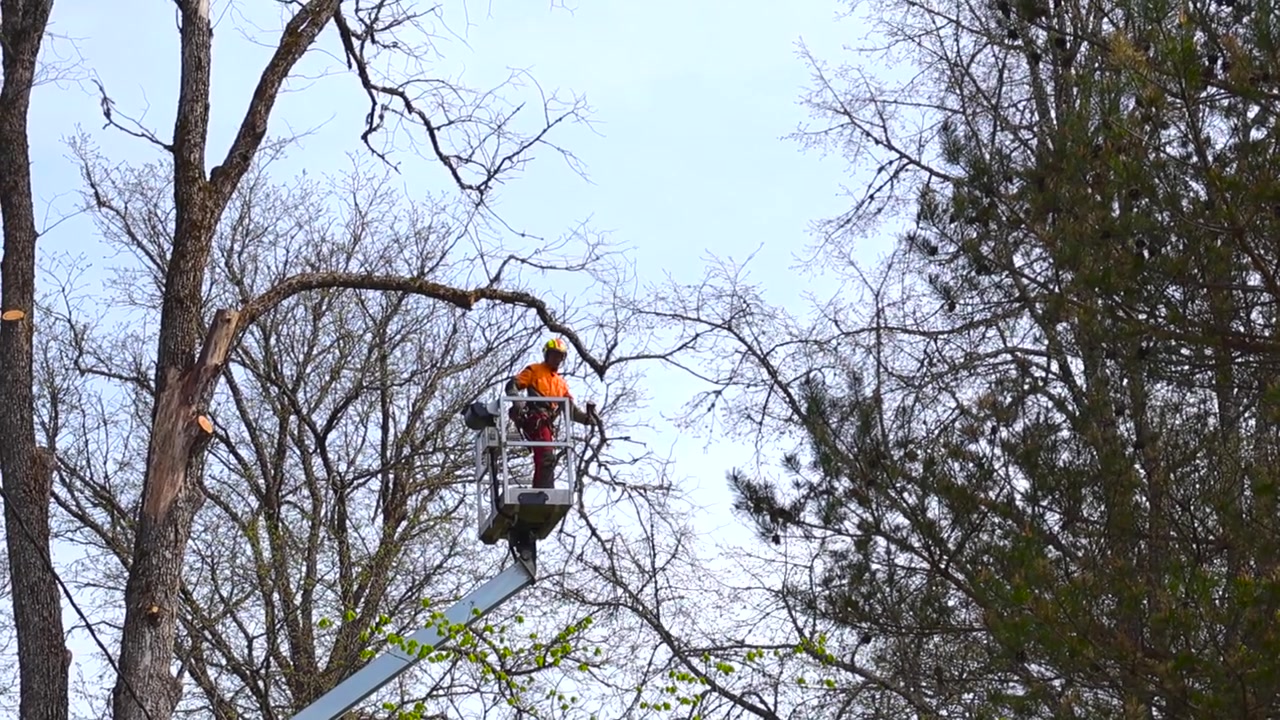 Professional tree surgeon using a chainsaw to prune branches from a tall tree while elevated in a cherry picker, performing essential landscape maintenance and ensuring safety in the area