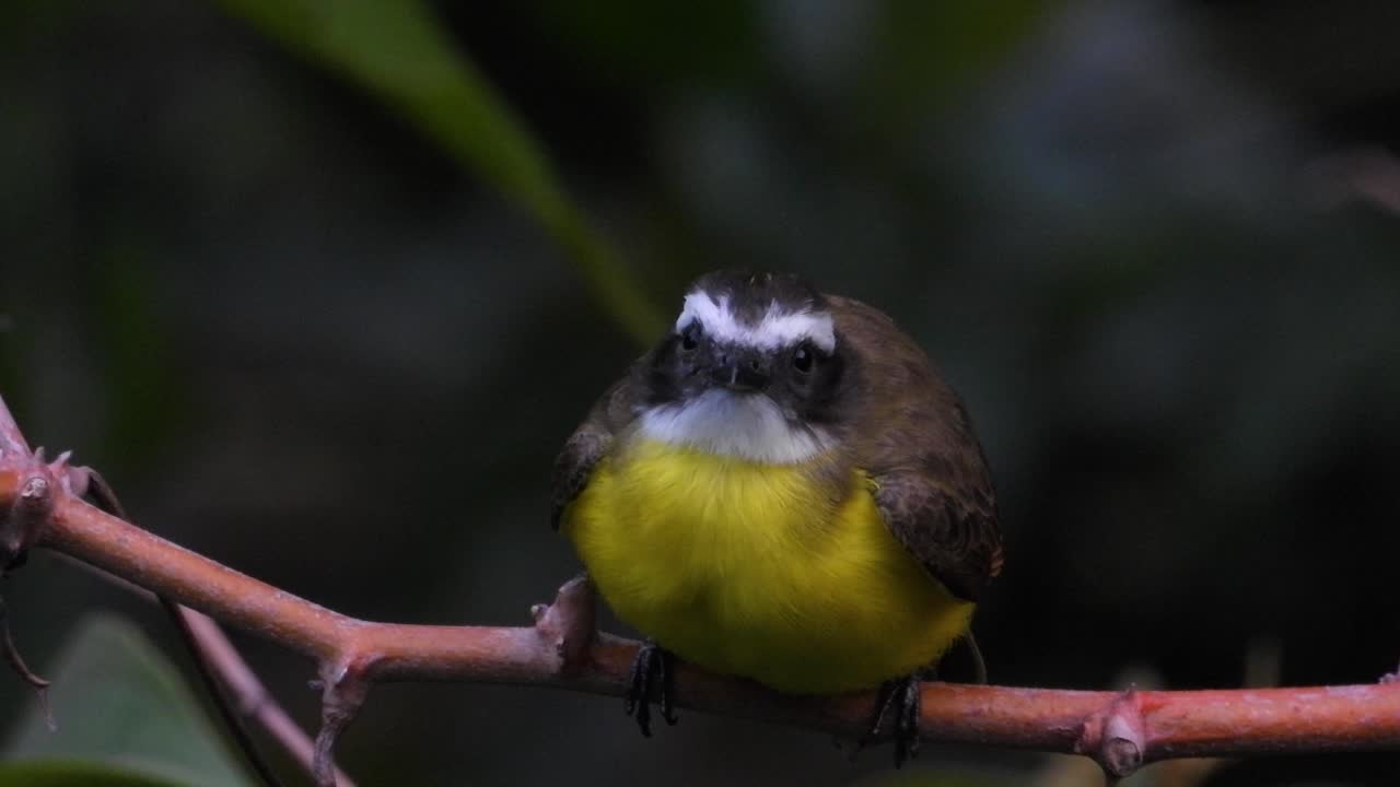 un gran kiskadee posado en una rama mirando atentamente a su alrededor antes de volar