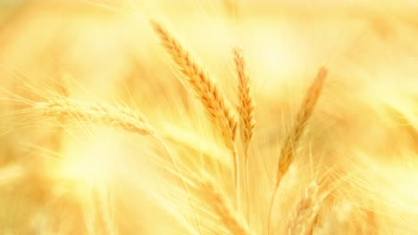 golden wheat ears swaying in warm sunlight, symbolizing harvest, nature's abundance, and the serenity of a summer field at sunset. close-up with beautiful soft focus. cinematic.
