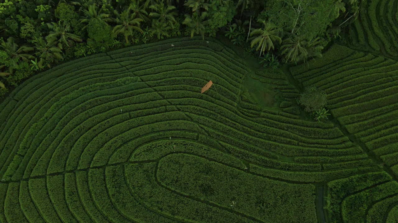 Paesaggio naturale con risaie verdi e palme sull'isola di Bali, Indonesia