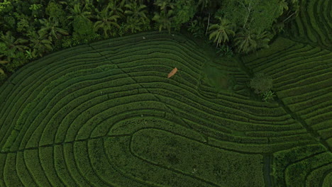 nature landscape with green rice fields and palm trees in island bali, indonesia