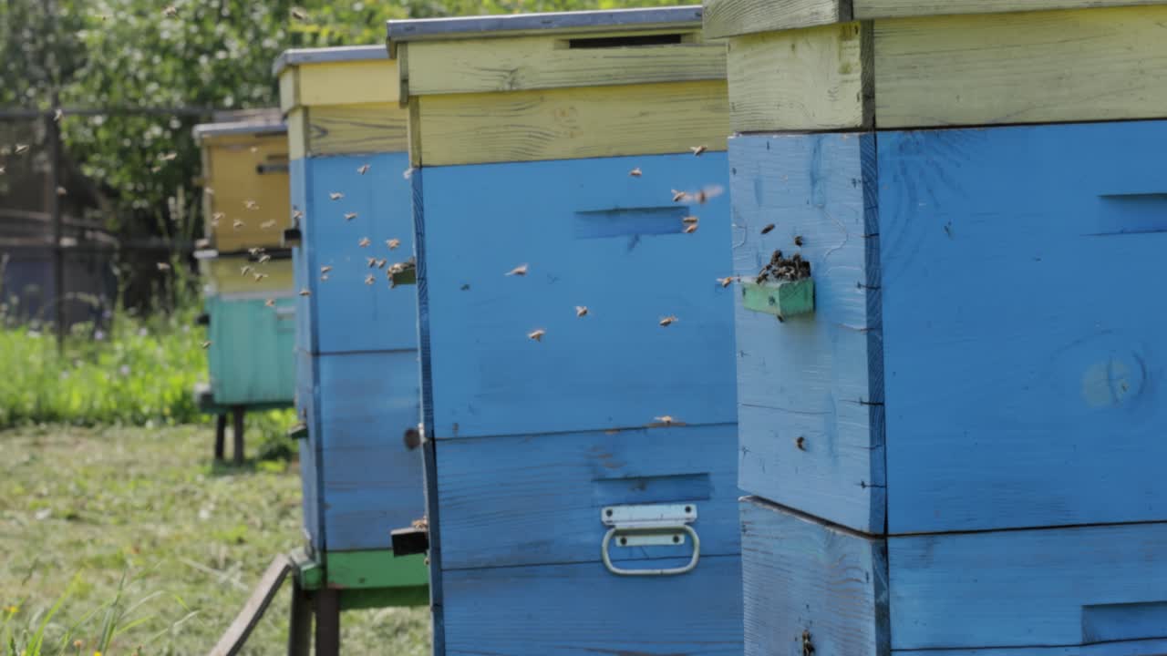 Honey bees fly near a beehive. Bees are best known to humans for their ecological roles as pollinators. Honey bees flying into wooden beehives