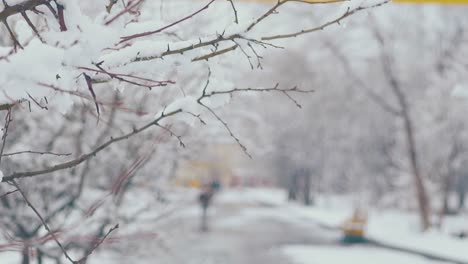 thin tree branch with thick melting snow layer against park