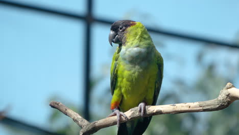 pájaro de loro nanday o loro con capucha negra o conure nanday posado en una rama a la luz del sol en el zoológico de mongo land dalat