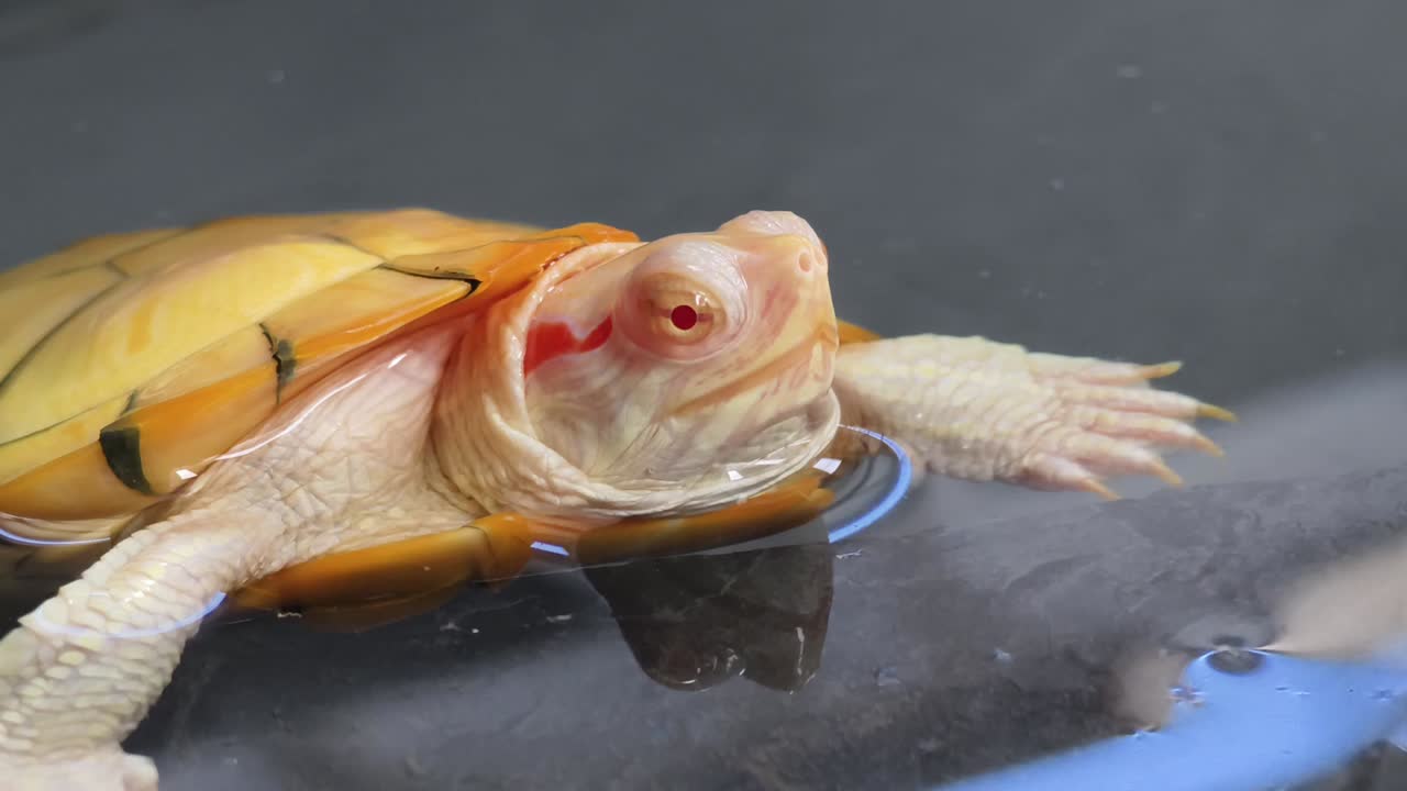 아기 은 귀 슬라이더 거북이