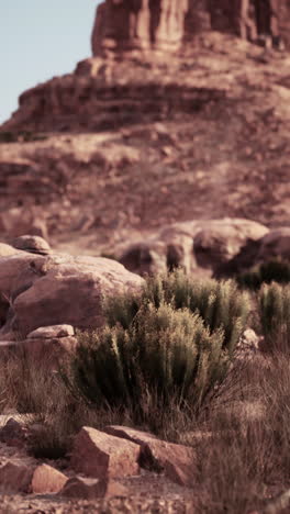 desert landscape with rocks and plants