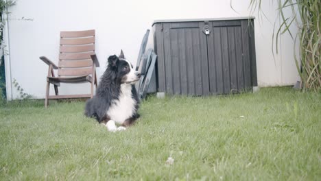 un cane sdraiato in un giardino, che si alza e cammina fuori dall'inquadratura