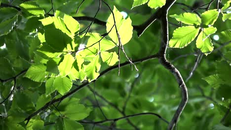 leaves of trees waving in the wind