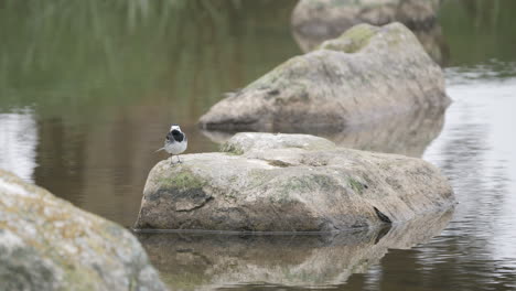 pied-wagtail-on-rock-near-a-lake