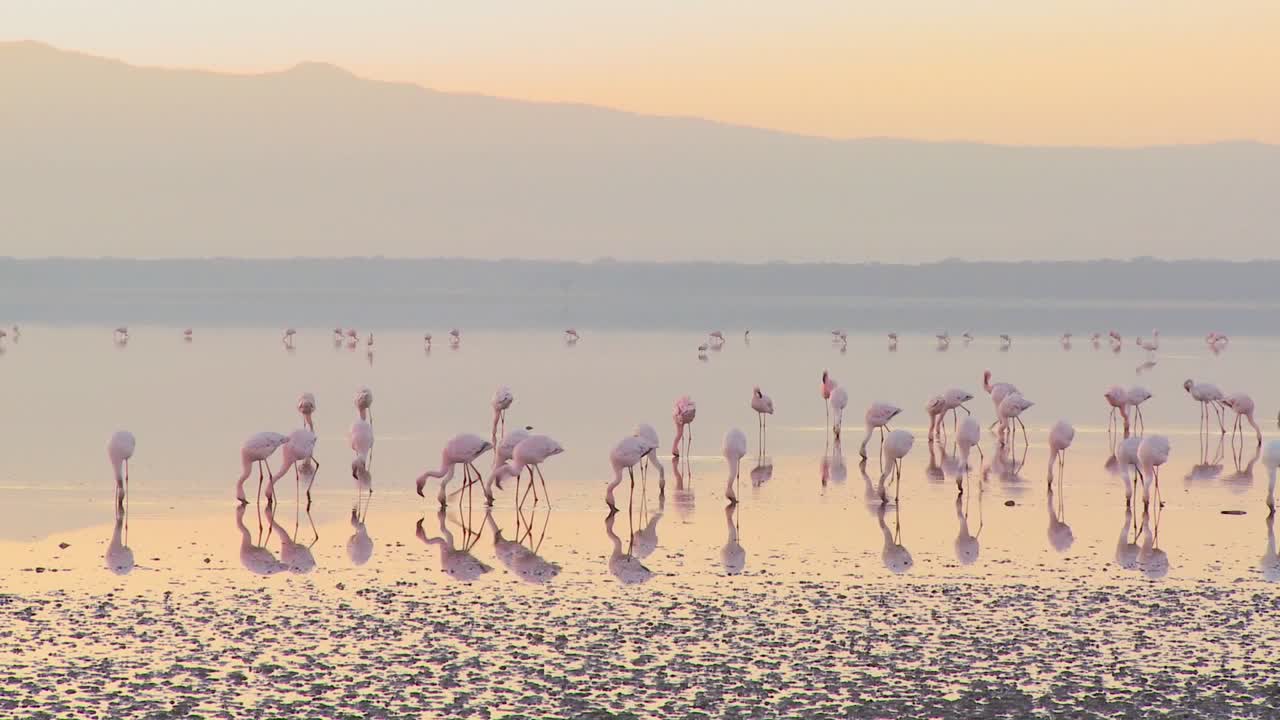 bellas imágenes de flamencos rosados a primera hora de la mañana en el lago nakuru kenia 6