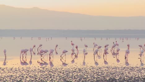 bellas imágenes de flamencos rosados a primera hora de la mañana en el lago nakuru kenia 6