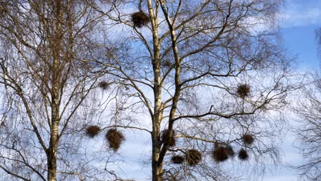 birds witch broom nest hanging on autumn leafless birch tree, zoom in