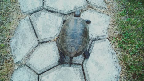 Turtle walking on the way. View from above
