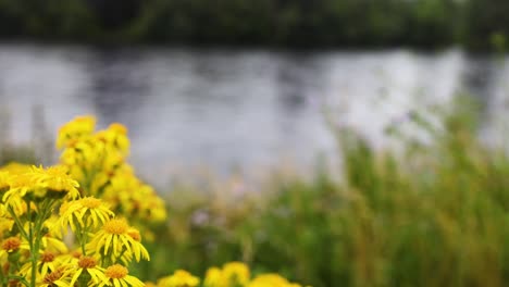 yellow flowers near a flowing river