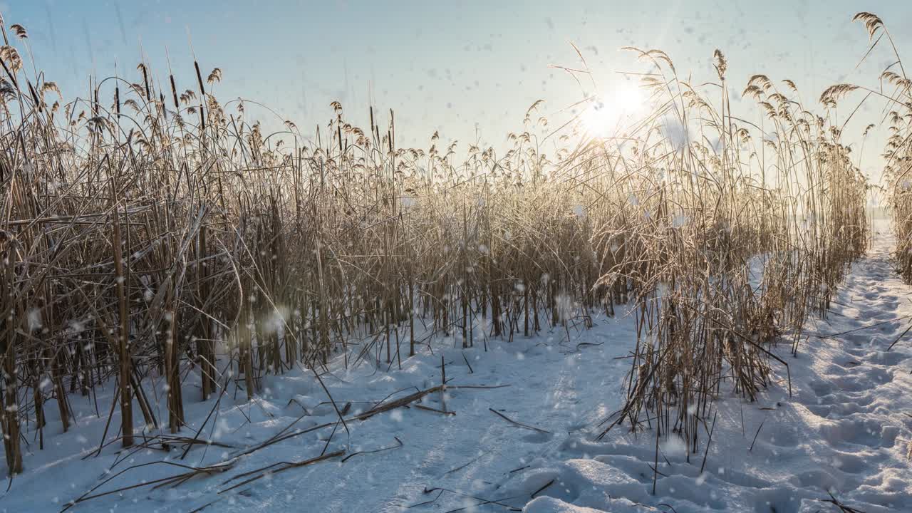 una animación de escena de invierno con coches conduciendo lentamente por una carretera cubierta de nieve y hojas cayendo suavemente de los árboles. bucle de video