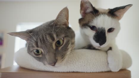 two cats relaxing on a cat tree