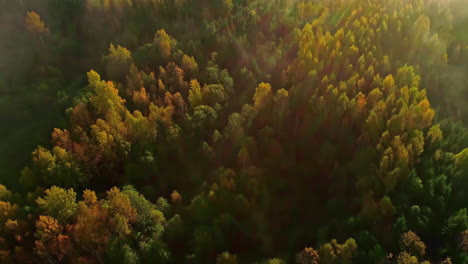 Disparo-Cinematográfico-De-Drones-De-Arriba-Hacia-Abajo-Que-Revela-Un-Espectacular-Paisaje-Forestal-Otoñal-Cubierto-De-Pinos-Con-Luz-Solar-Brumosa-Sobre-Los-árboles